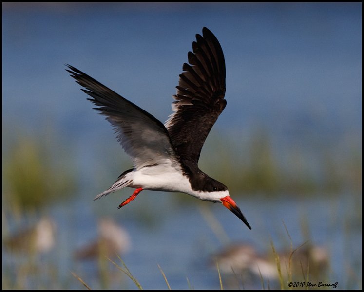 _0SB7231 black skimmer.jpg